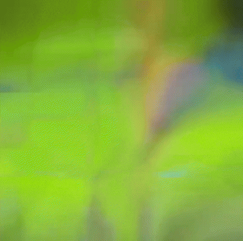 Clash Royale Wizard GIF