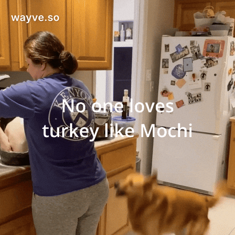 Cats Feels GIF by Darwin