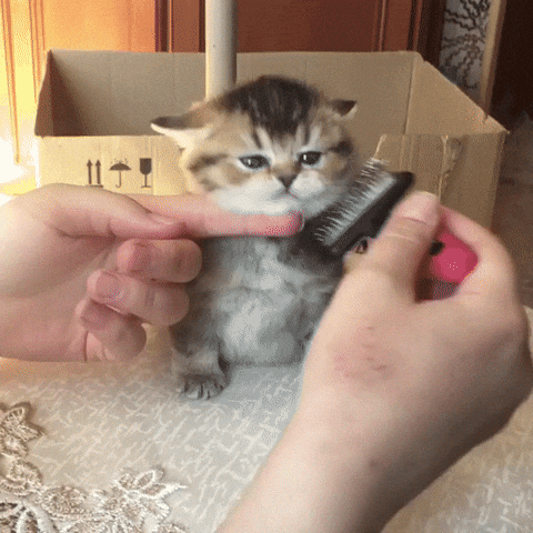 giphy