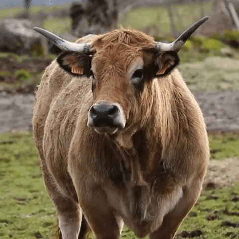 Cow Grazing GIF by euronews