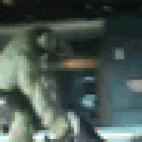 gifs for ants GIF