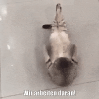 unsereoebb cat katze oebb weltkatzentag GIF