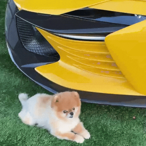 Pomeranian Hypercar GIF