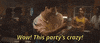 partying frat party GIF by Saturday Night Live