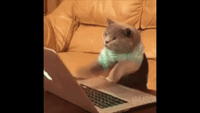 Cat Typing