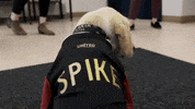 Dog Soccer GIF by Atlanta United