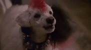 elvira mistress of the dark halloween GIF