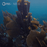 Explore Coral Reef GIF by Nature on PBS