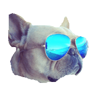 summer sunglasses STICKER by imoji