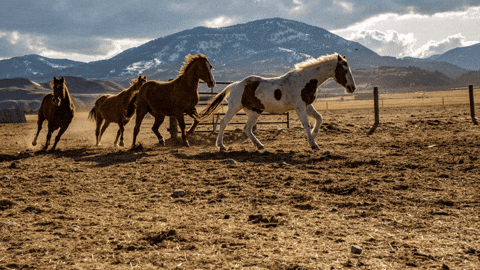 Horse Landscape GIF by Ariat