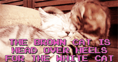 valentine's day cats GIF by Studio 360