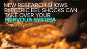 electric eel news GIF by NowThis 