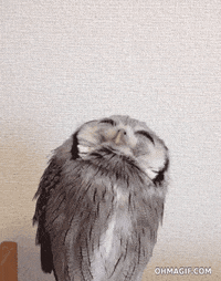 Owl Feather GIF