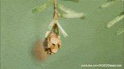 GIF by KQEDScience