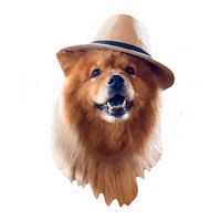 Chow Chow Fedora Sticker
