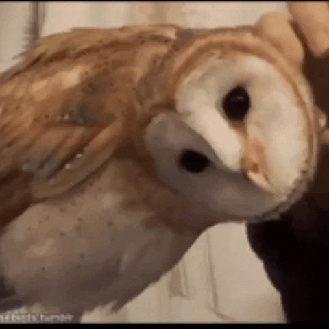 hoot GIF by The Videobook