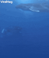 Baby Humpback Whale Breaches The Surface 
