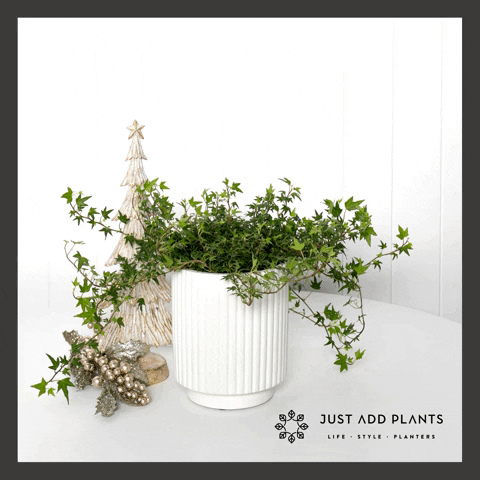 MisfitBranding giphyupload merry christmas justaddplants misfitbranding GIF
