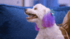 Happy Dog GIF by PeacockTV