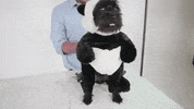 guavajuice cute dog puppy panda GIF