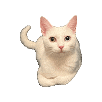 White Cat Lily Sticker