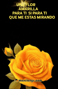 Para Ti Familia GIF by Murcianys LLC