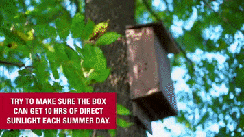 Bat Box GIF by ISUExtension