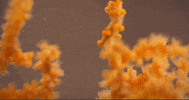 Biology Pbs Ds GIF by PBS Digital Studios