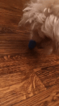 Jewish People Dog GIF by America's Funniest Home Videos