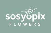 sosyopix flower flowers gift sosyopix GIF