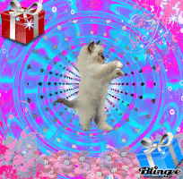 cat kat GIF