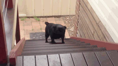 Video gif. Brown bulldog gallops in place, going up a down escalator.