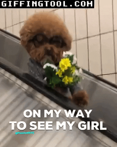 giphyupload GIF