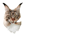 cat talk Sticker