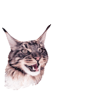 Cat Laughing Sticker