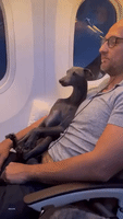 Wife Records Adorable Greyhound Sitting Like a Baby on Husband's Lap During Flight