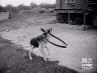Dog Spinning GIF by Beeld & Geluid