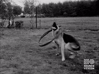 Dog Chasing GIF by Beeld & Geluid