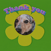 Dog Thank You GIF by GIPHY Studios 2022