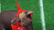 Animal Planet GIF by Puppy Bowl