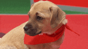 Animal Planet GIF by Puppy Bowl