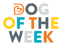 Dog Daycare Sticker by Dogtopia