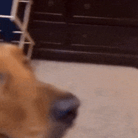 Big Eyes Dog GIF