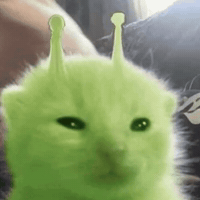 Cat Kitten GIF