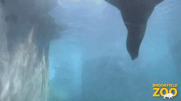 Spin Swimming GIF by Brookfield Zoo