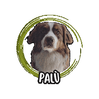 Australian Shepherd Aussie Sticker by Asilo per cani Dog'sMind