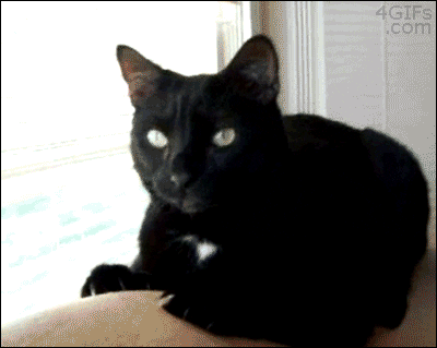 Cat Smelling GIF