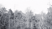 Black And White Movie GIF by BeNatural