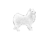 Samoyed Sticker