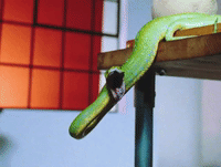 GIF by Vampire Weekend